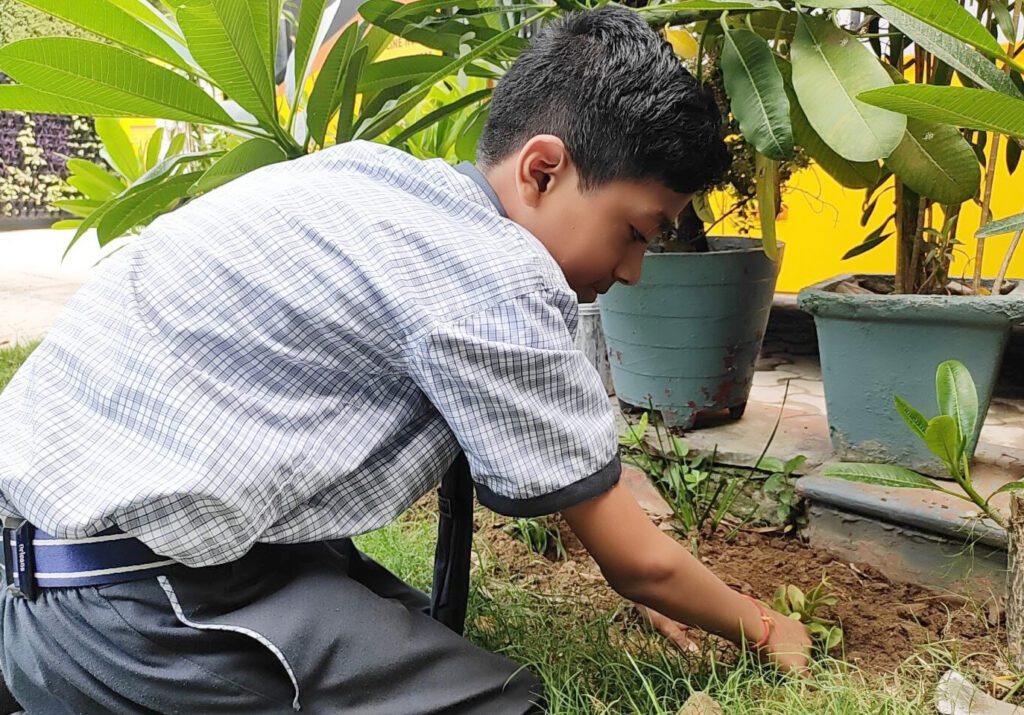 Tree Plantation