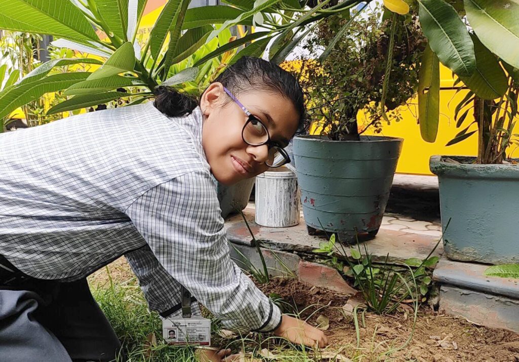 Tree Plantation