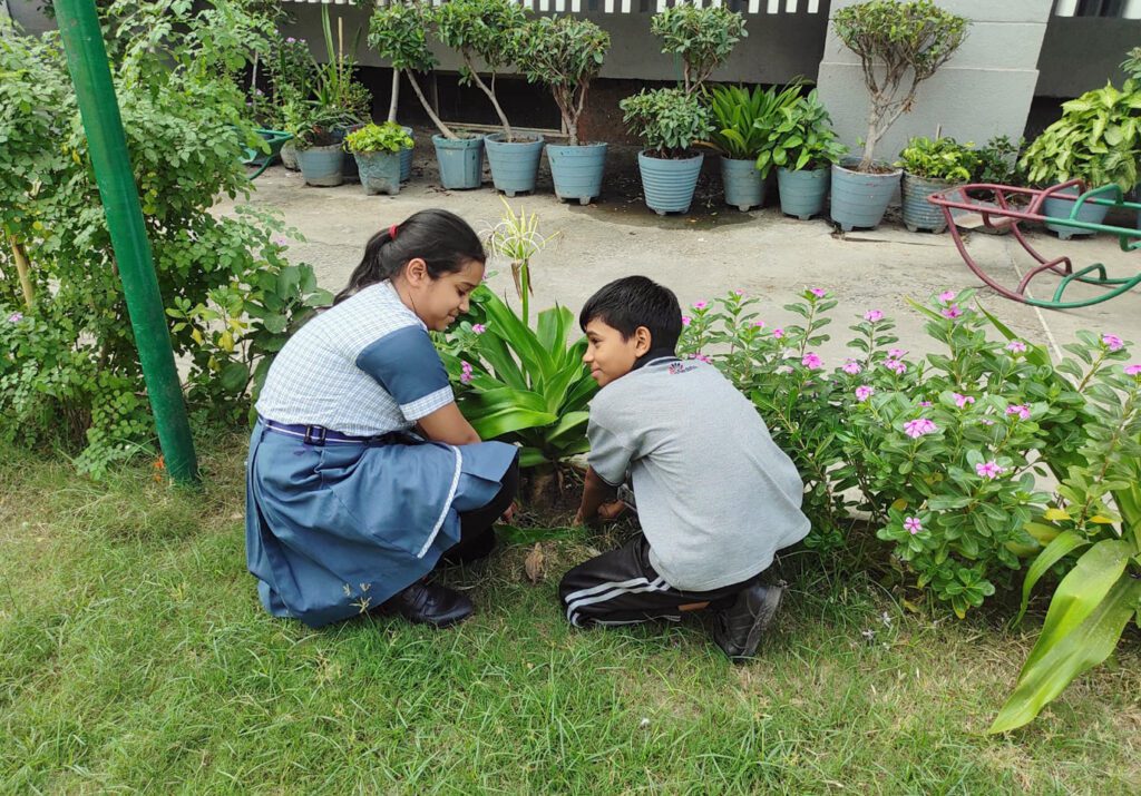 Tree Plantation