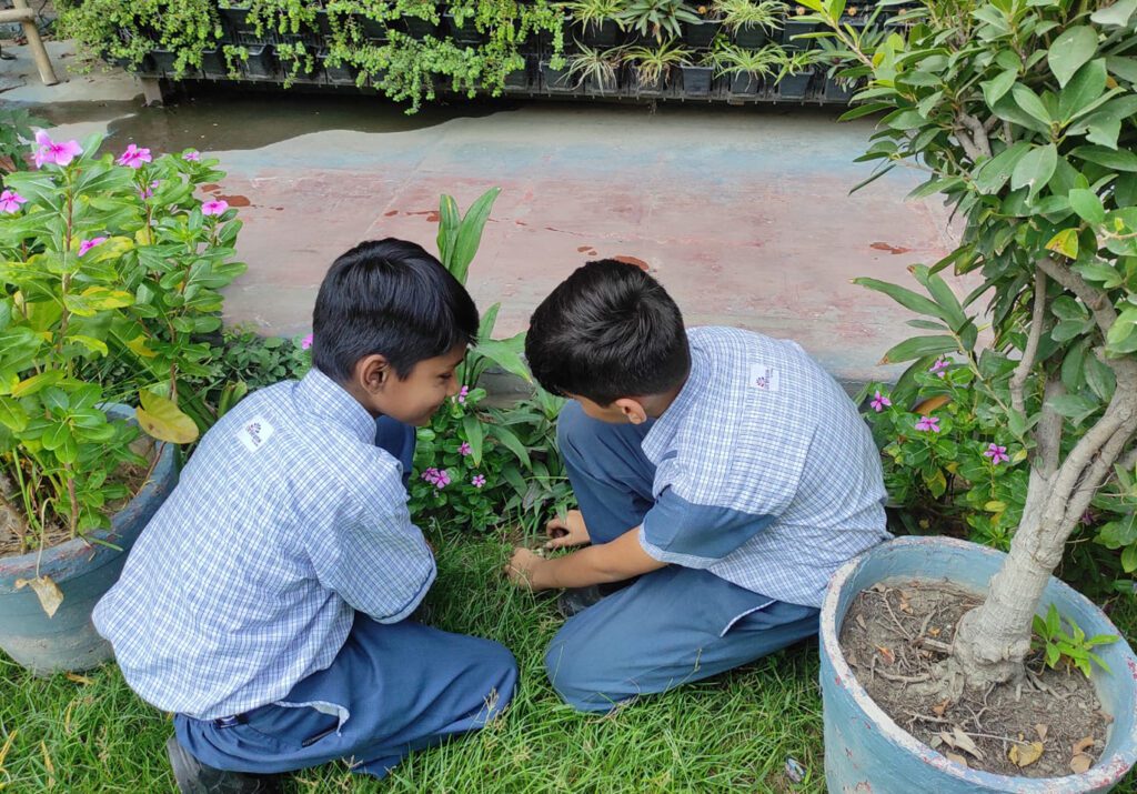 Tree Plantation